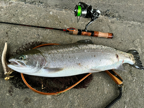 ニジマスの釣果