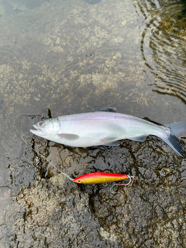 ヒメマスの釣果