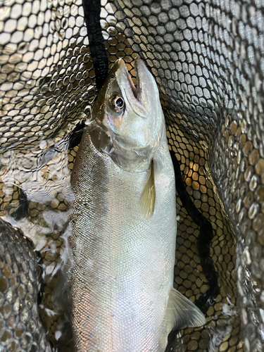 サクラマスの釣果