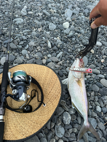 カンパチの釣果