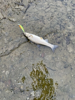 ウグイの釣果