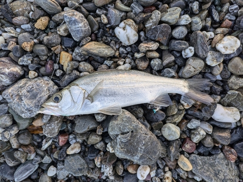 セイゴ（ヒラスズキ）の釣果