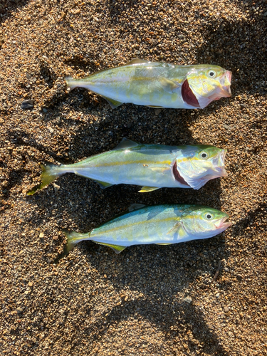 ワカシの釣果