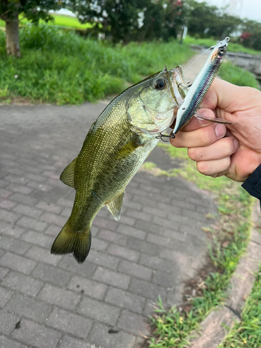 ラージマウスバスの釣果