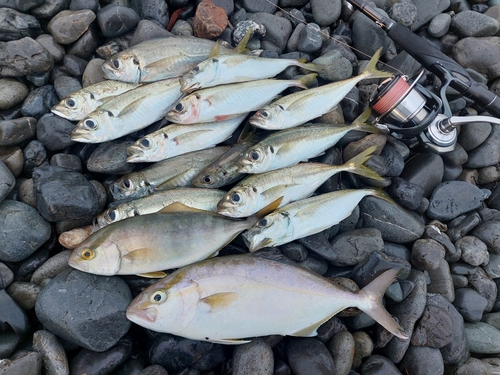 ショゴの釣果