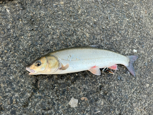 ウグイの釣果