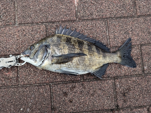 クロダイの釣果