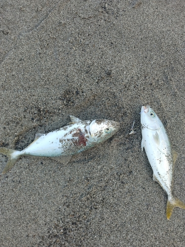 ワカシの釣果