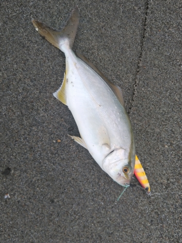 ショゴの釣果