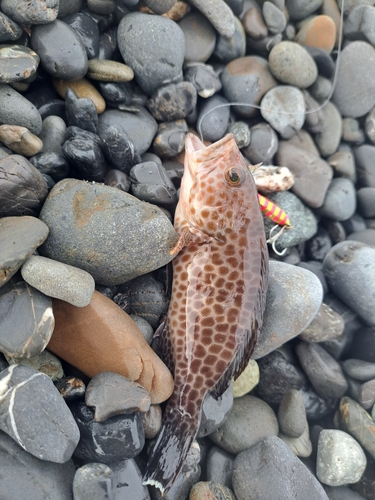 オオモンハタの釣果