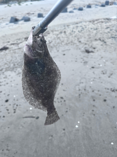 ソゲの釣果