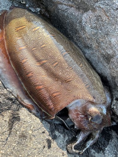 コウイカの釣果