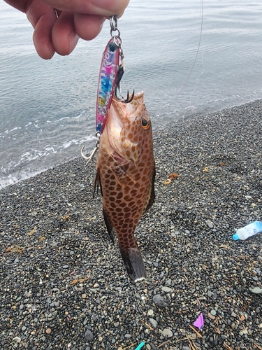 オオモンハタの釣果