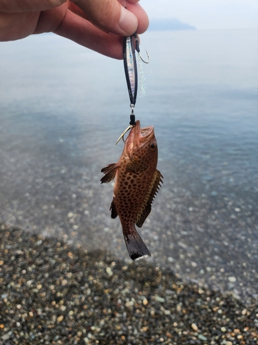 オオモンハタの釣果