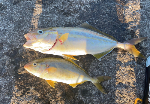 ネリゴの釣果