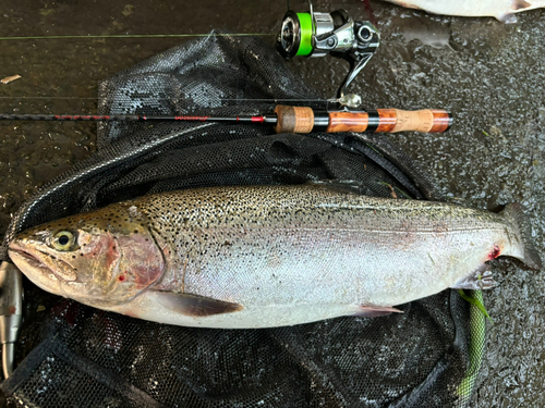 ニジマスの釣果