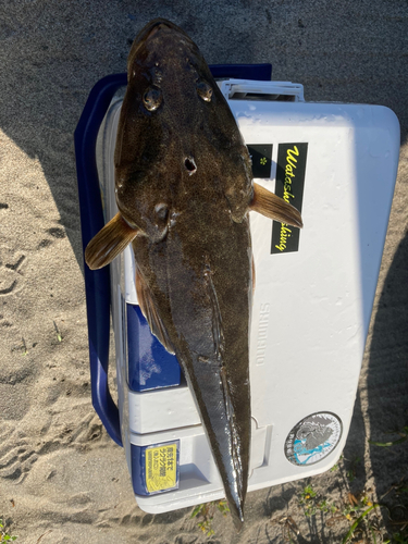 マゴチの釣果