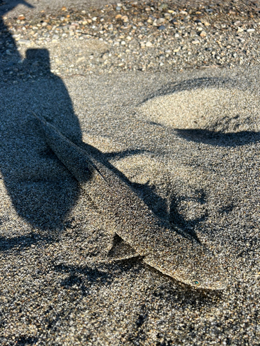 エソの釣果