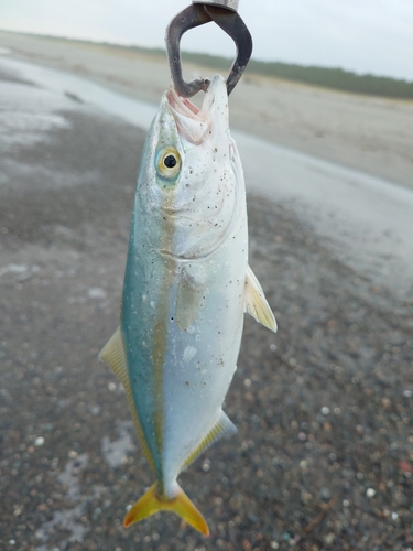 ワカシの釣果