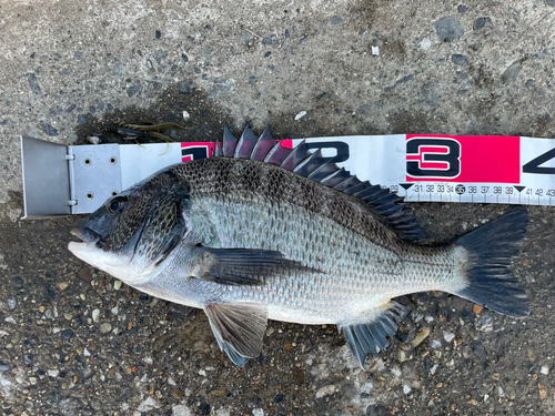 クロダイの釣果