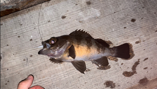 シロメバルの釣果