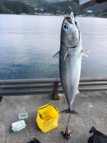 ソウダガツオの釣果