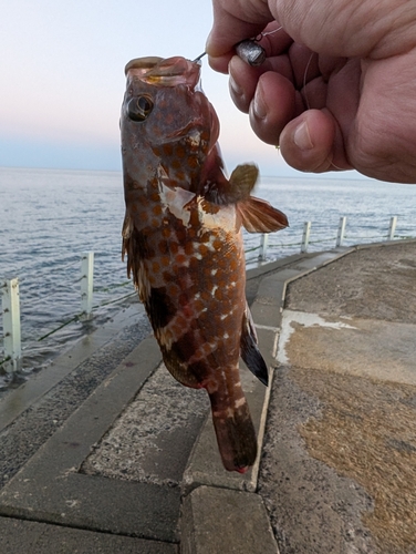 キジハタの釣果