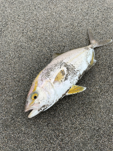 ショゴの釣果