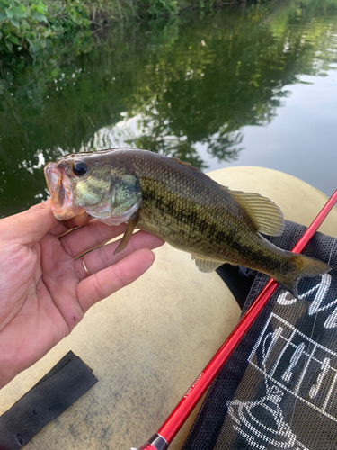 ブラックバスの釣果