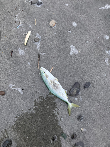 ワカナゴの釣果