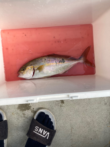 ショゴの釣果