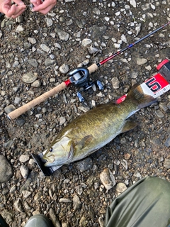 スモールマウスバスの釣果