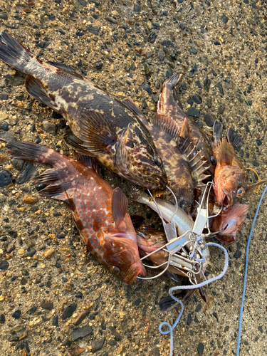 タケノコメバルの釣果