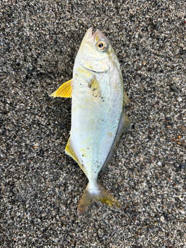 ショゴの釣果