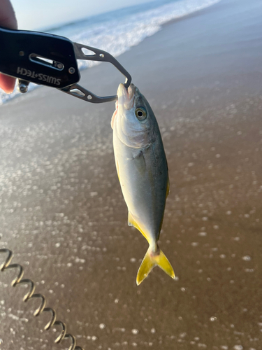 ワカシの釣果