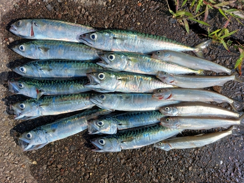 サバの釣果