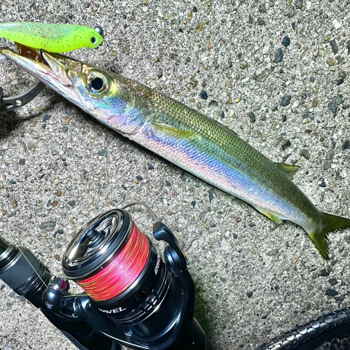 カマスの釣果