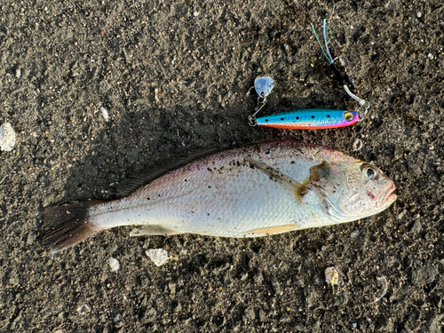 シログチの釣果