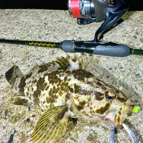 タケノコメバルの釣果