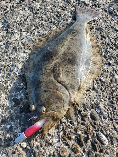 ヒラメの釣果