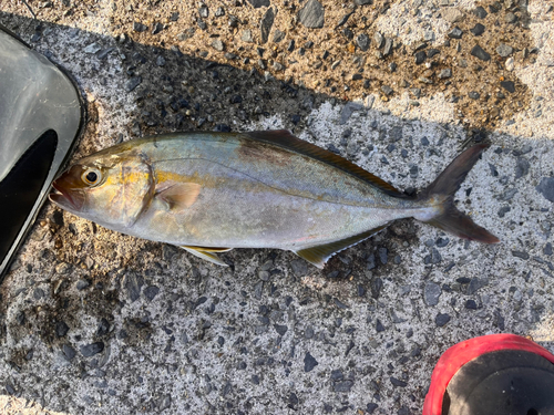 ショゴの釣果