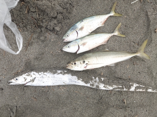 タチウオの釣果