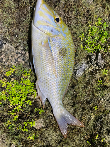 タマンの釣果