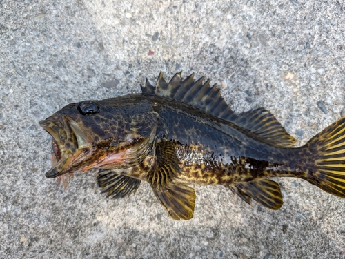 タケノコメバルの釣果