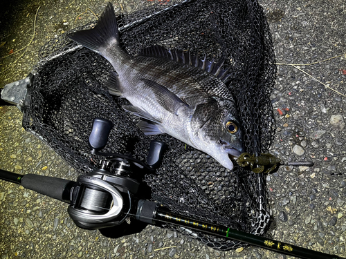 クロダイの釣果