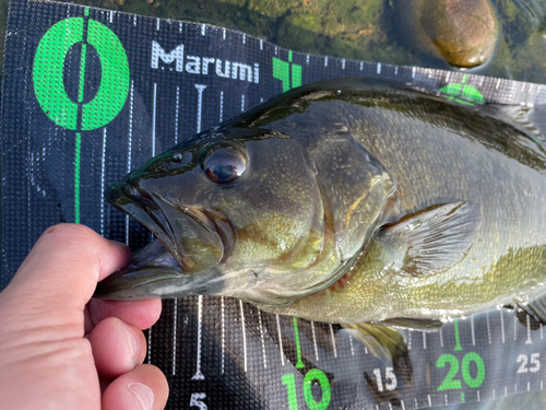 スモールマウスバスの釣果