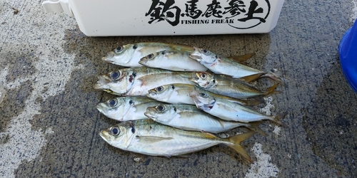 アジの釣果