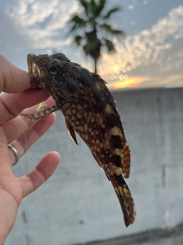 アナゴの釣果