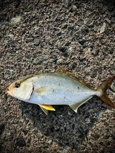 ネリゴの釣果