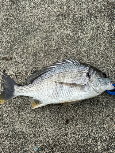 キビレの釣果